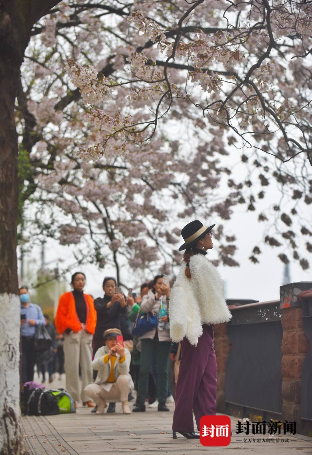 图集｜落英缤纷 “三.八妇女节”打卡泡桐花盛开的“网红”地