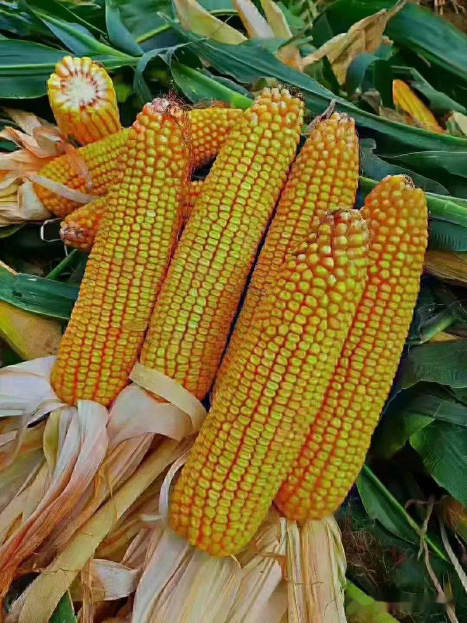郑品玉495玉米种子简介图片