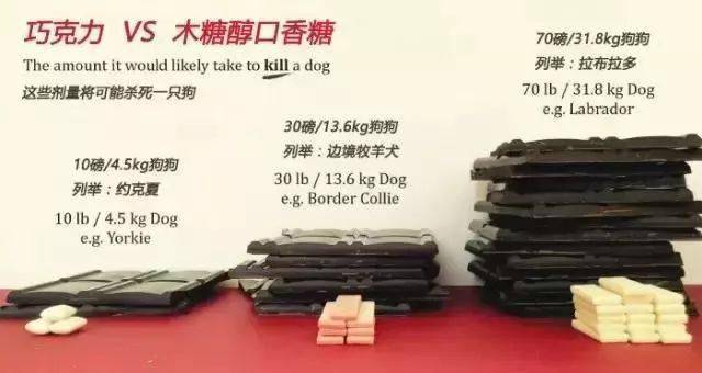狗狗偷吃蛋糕後死亡，獸醫：死因不是巧克力，而是木糖醇！ 萌趣萌寵 第8张