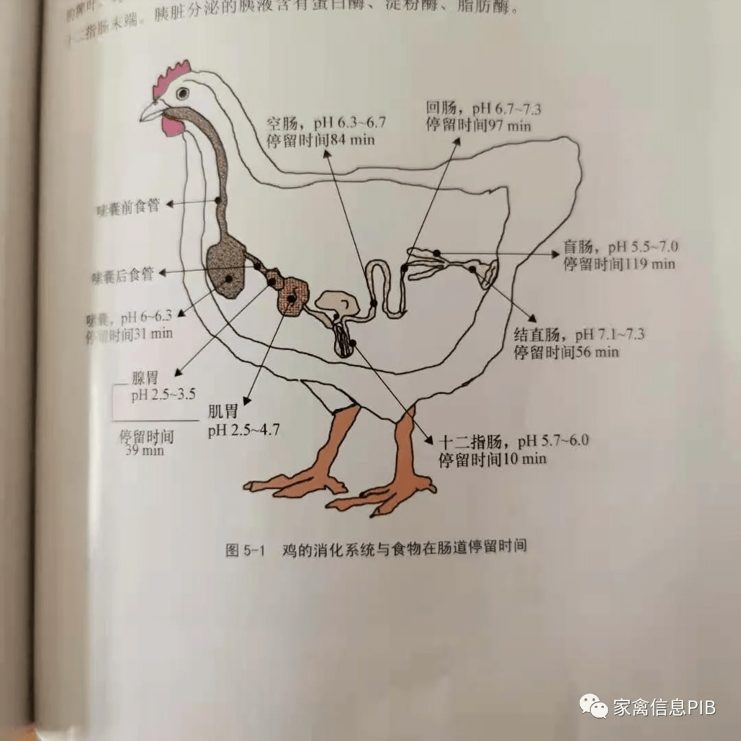 肉鸡肠道药在这三个时间段用较好你用对了吗