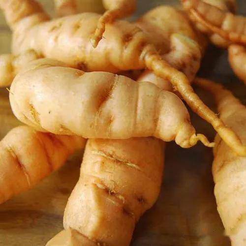 施今墨巧用护阴好药鲜地黄