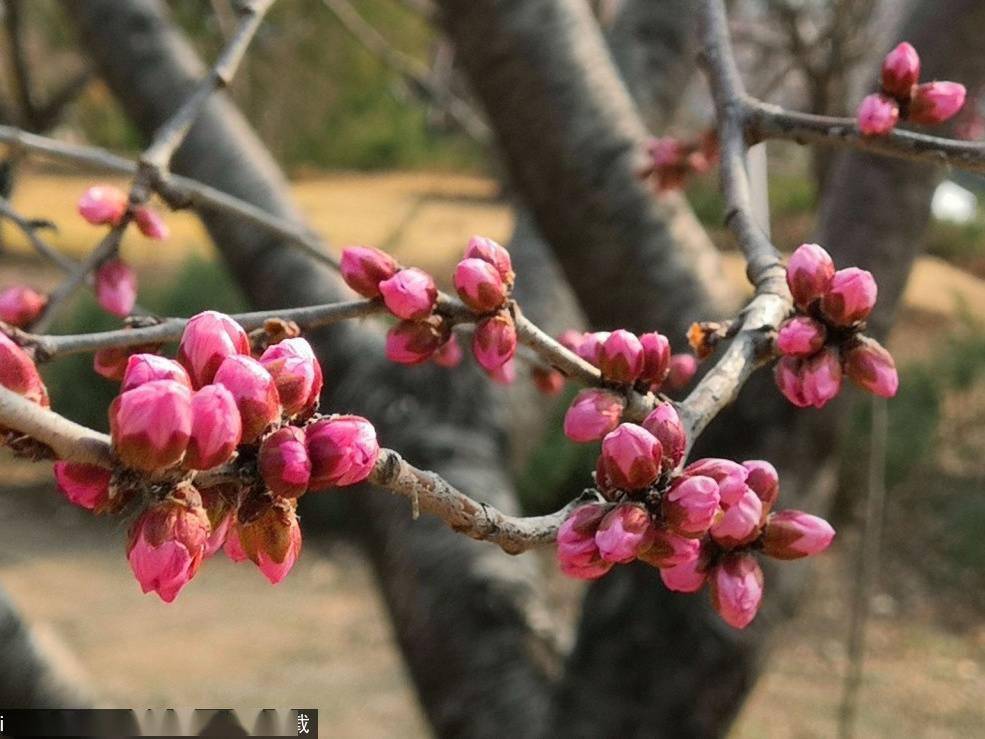 北京花讯玉渊潭公园各色春花含苞待放桃花渐开
