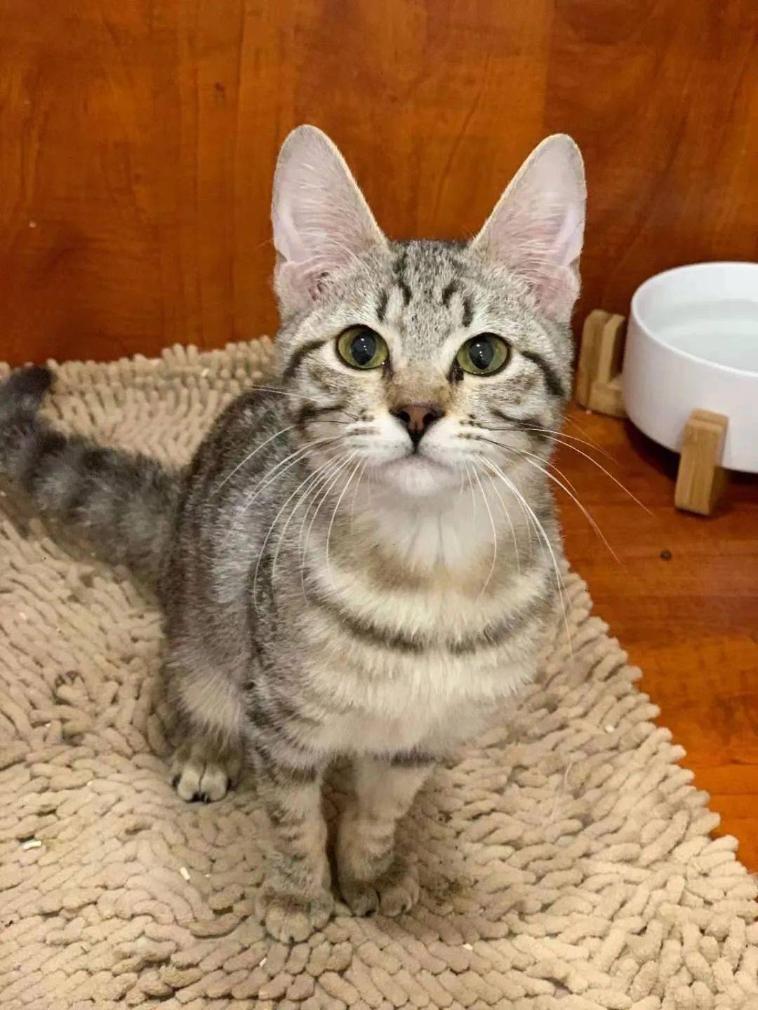 猫咪领养四个月大亲人狸花猫妹妹寻领养
