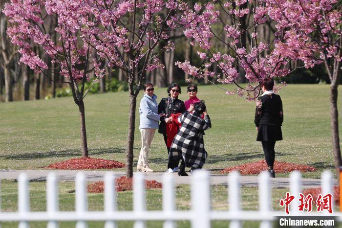 2021上海樱花节3月12日开幕 110个品种1.4万株樱花将亮相