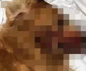 狗狗被救活了，這位主治醫師卻把飯碗丟了...... 萌趣萌寵 第5张
