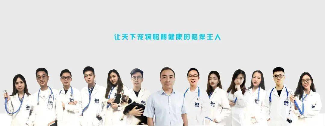 狗狗被救活了，這位主治醫師卻把飯碗丟了...... 萌趣萌寵 第15张