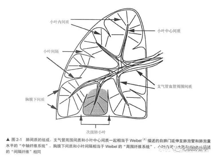读经典01 | HRCT肺正常解剖：肺间质_手机搜狐网