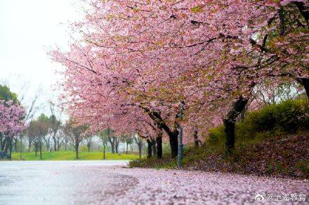 2021上海樱花节来啦！春天到了，去赏樱吧～