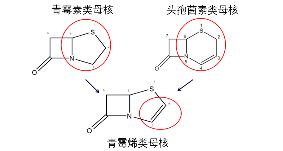头孢菌素属于β-内酰胺类抗生素,通过与细菌细胞膜上的青霉素结合蛋白