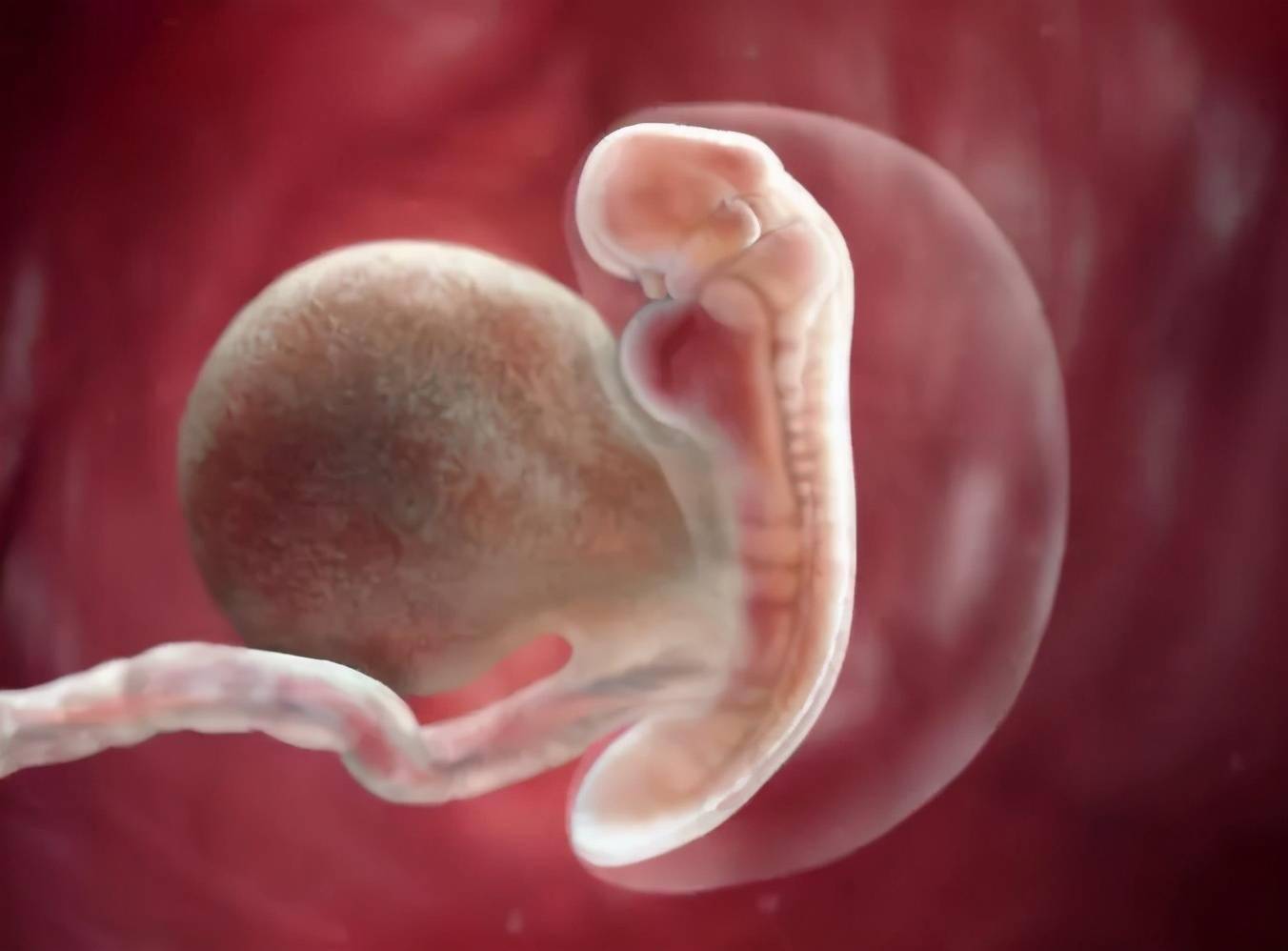 三十六周的胎儿图片图片