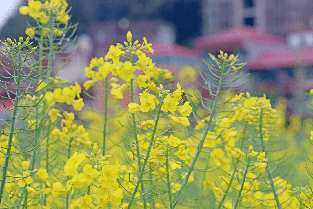 阳光正好春意正浓虹山油菜花海盛开正在刷屏全洛江