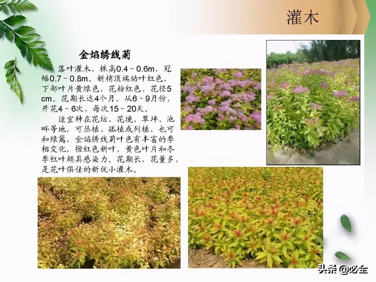 路边绿化植物名称灌木图片