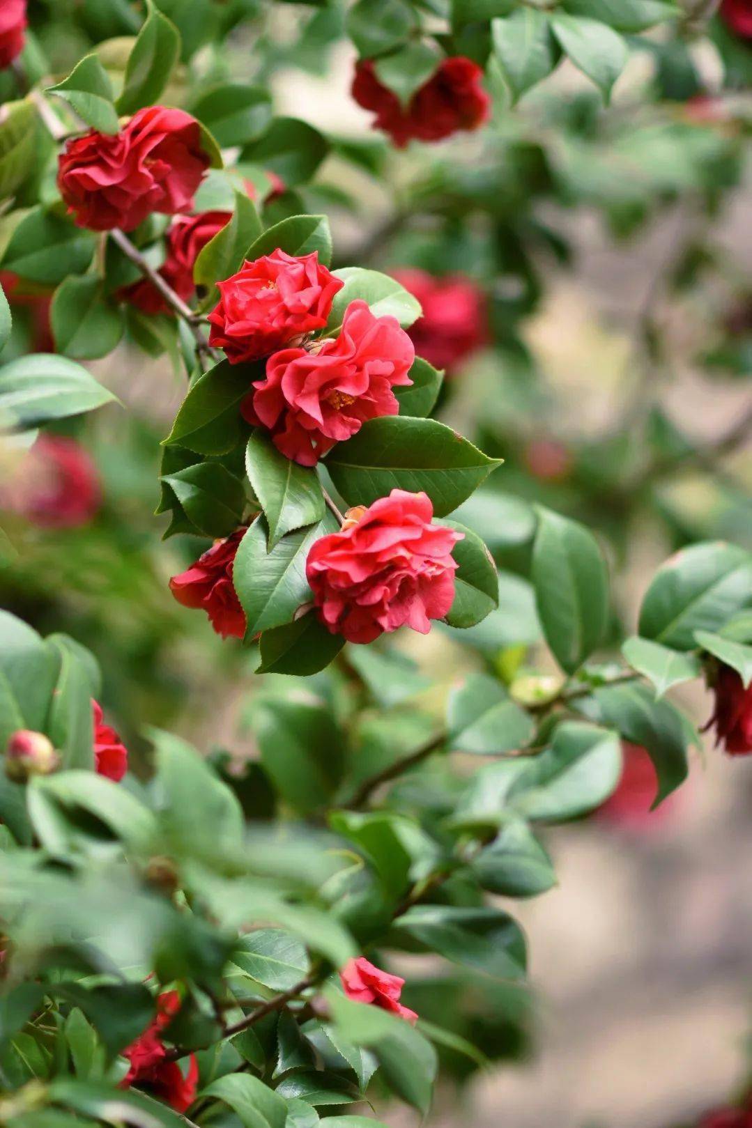 春风十里傍花随柳待君归