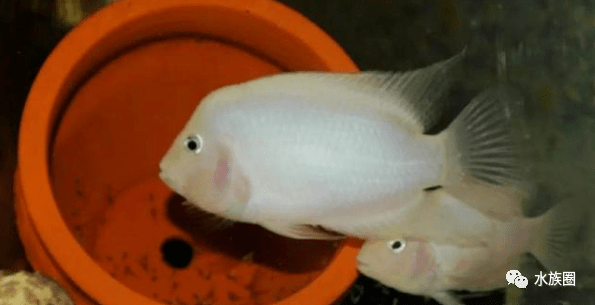 三维设计 2013高中生物专题3 3 1 体内受精和早期胚胎发育随堂基础巩固新人教版选修3下载 Word模板 爱问共享资料