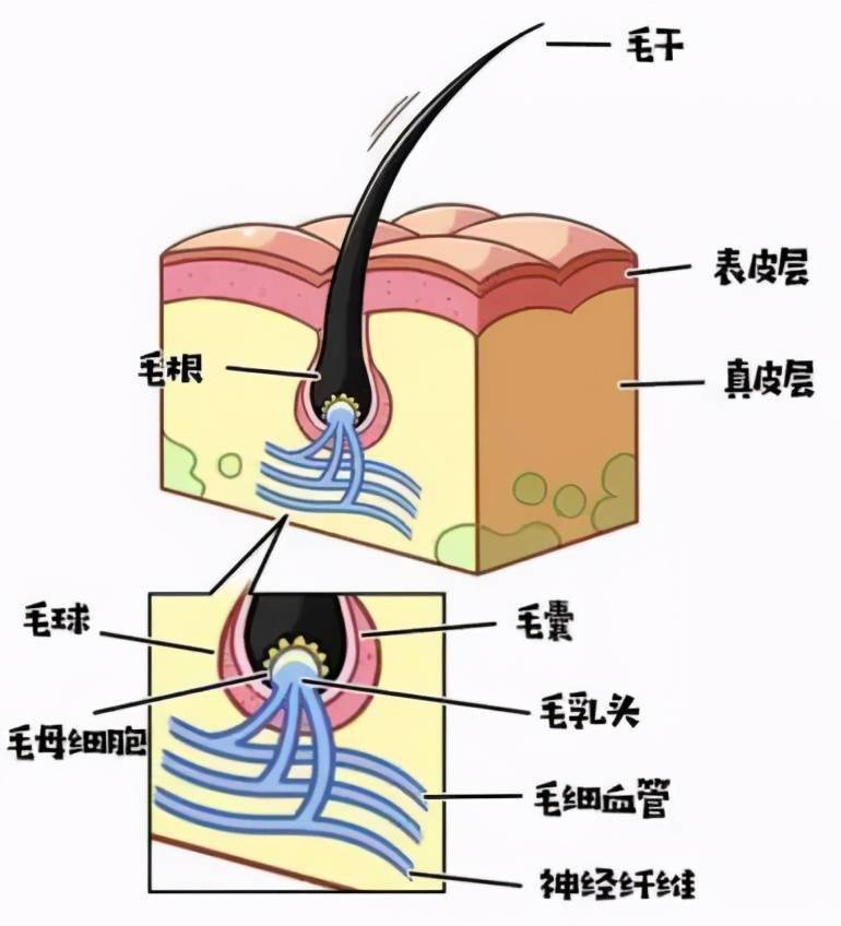 为界限分为两部分:肉眼可见的部分叫毛干,是由死亡的角化细胞堆积而成