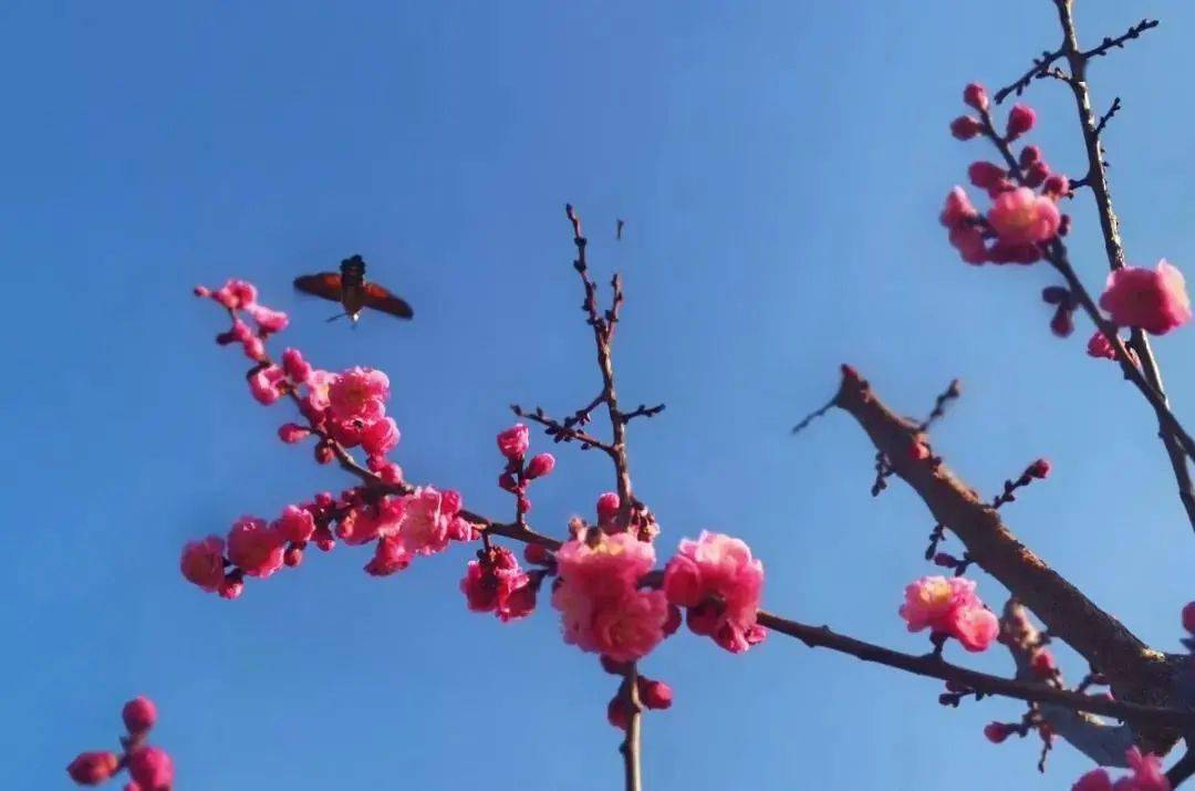 格外迷人蓝色背景下,花开满枝玉兰花也开了梅花开了春天来了盼望着