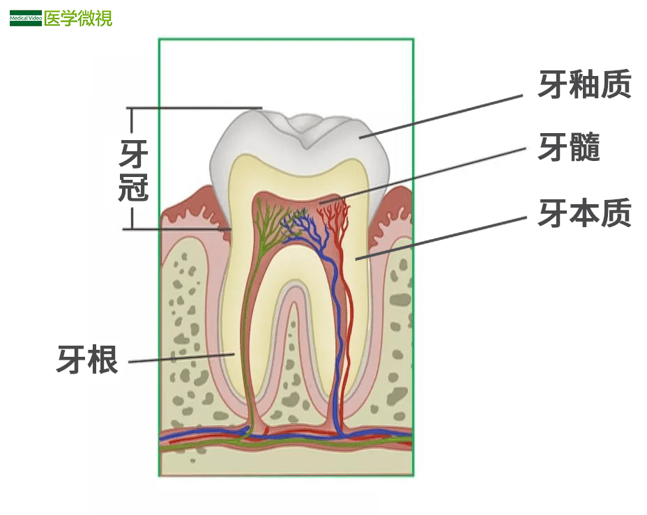 牙齿神经分布图图片
