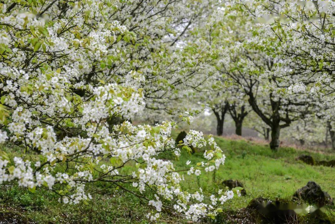 mark春暖梨花开连州最全赏拍攻略