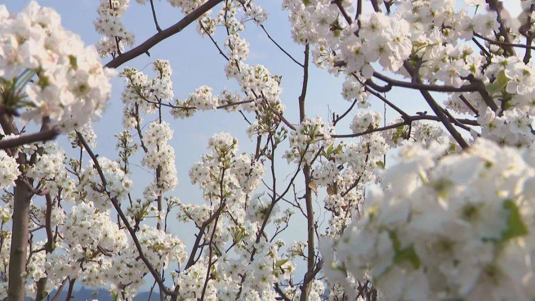 春日里，红塔区周边拍照打卡的好地方：研和梨园花似锦