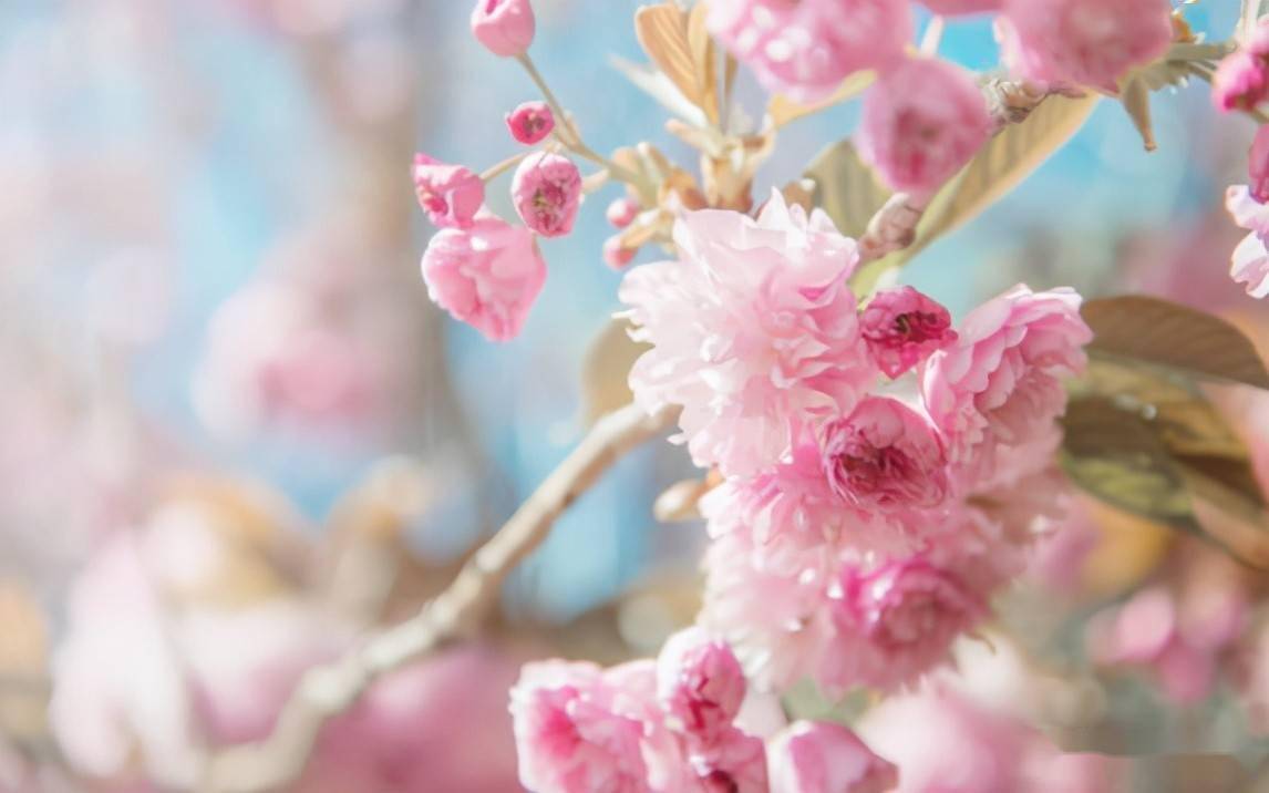 花开灿烂！那些盛开在动漫中的樱花，日本人为何总喜欢借其抒情？_搜狐网, image size:1146x716