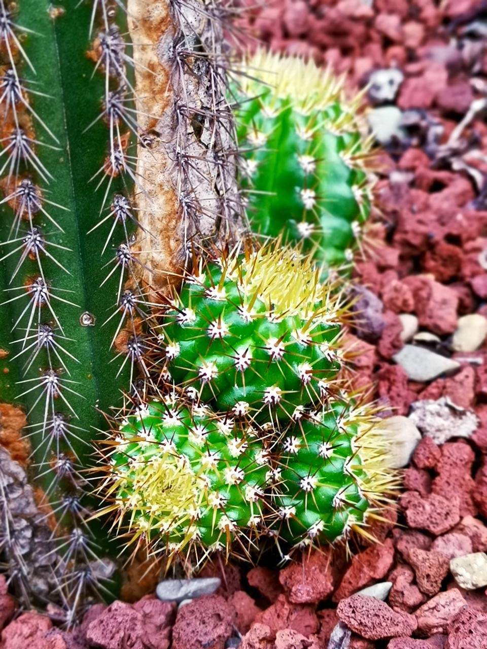 开花又结果多毛又多刺一组仙人掌多肉植物