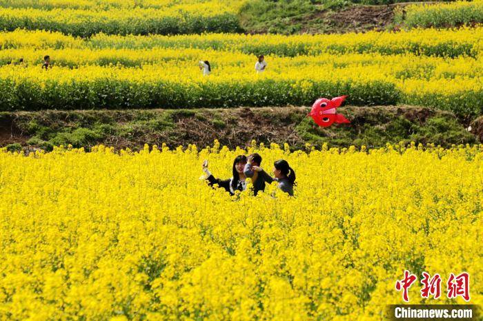 陕西汉中百万亩油菜花盛开风景如画