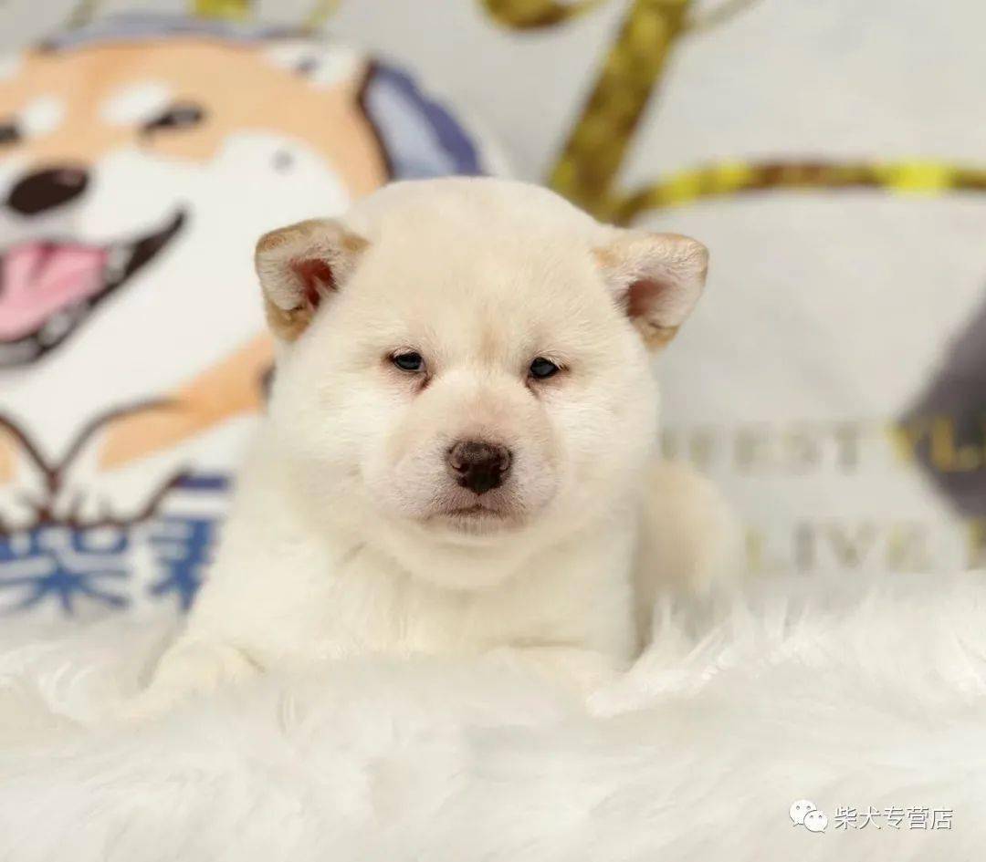 白白胖胖,充满希望._小柴