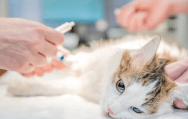 常州一兽医给猫抽血扎到手指 口吐白沫倒地 陆某