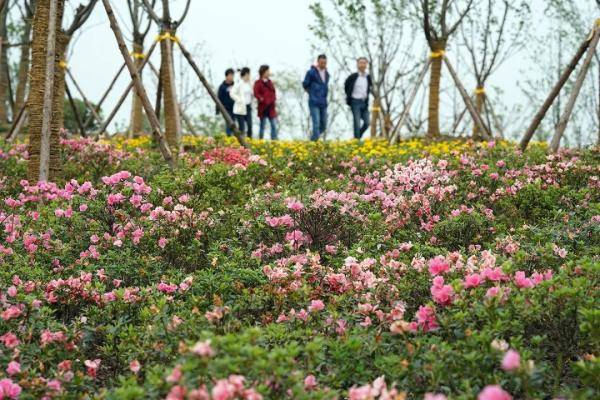 之时观之"不似花丛似火堆"72赏花时间:3月初至5月初72赏花地点:锡