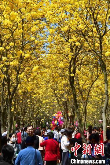 福州：黄花风铃木盛开 成网红打卡地