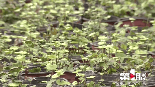 植物大熊猫 荷叶铁线蕨在万州人工繁育取得成功开始探索野外回归试验 上游