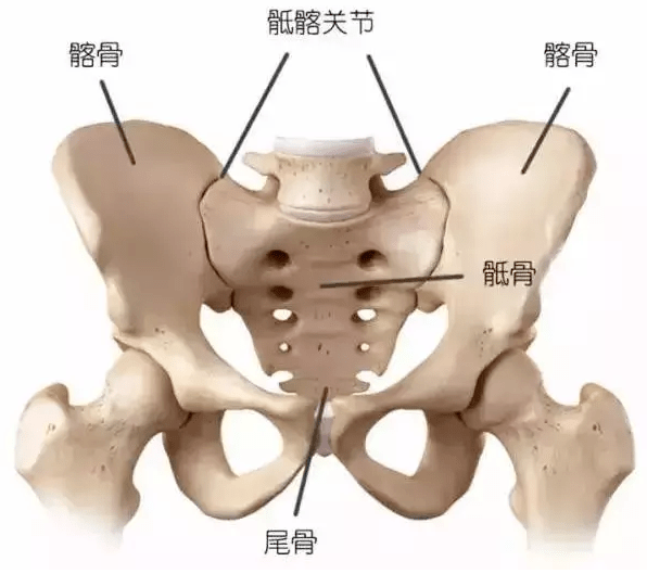 盆骶是哪个部位图图片