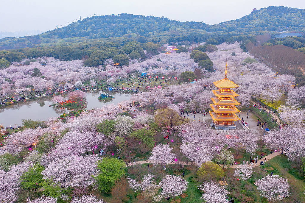 武汉:东湖樱花园夜色美轮美奂