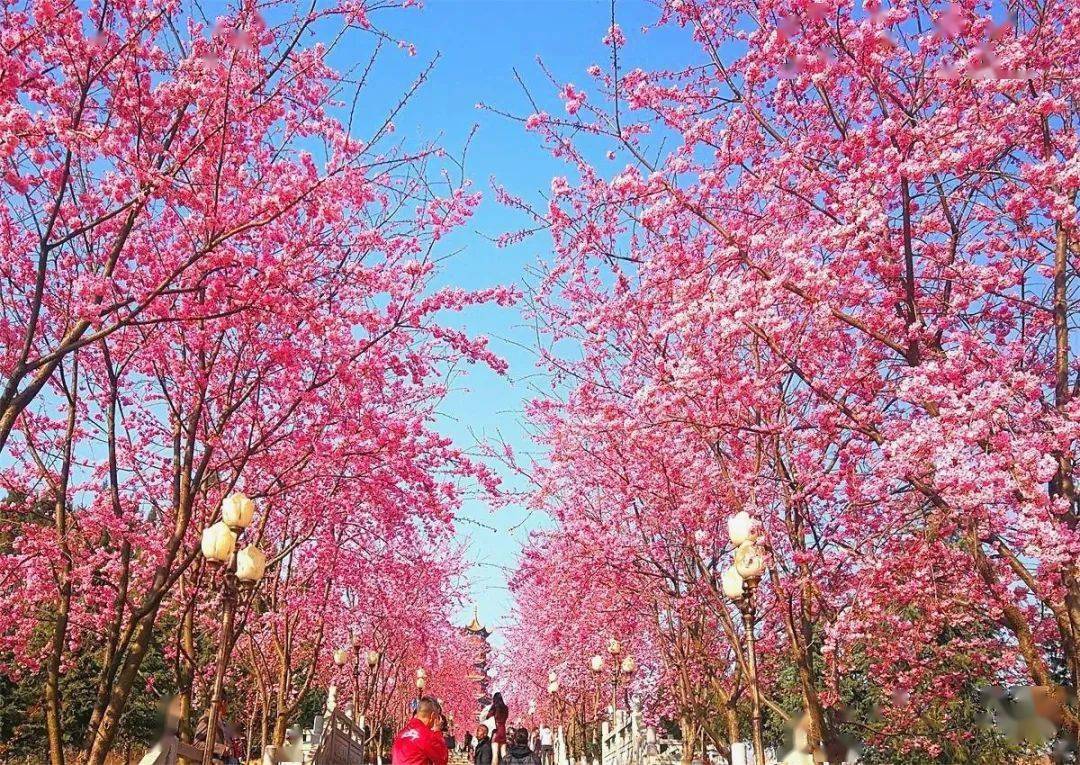 玉泉溢彩樱花艳,大美宣威锦绣城.