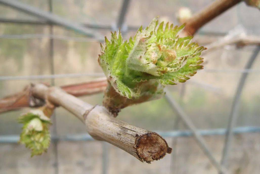 厦门四农加华商贸公司违法遭罚385万 非法买