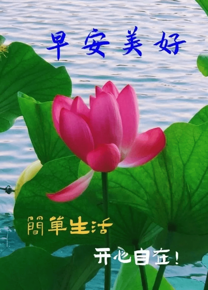 早晨安好一声问候虔诚的祈祷只为了你朋友早晨好