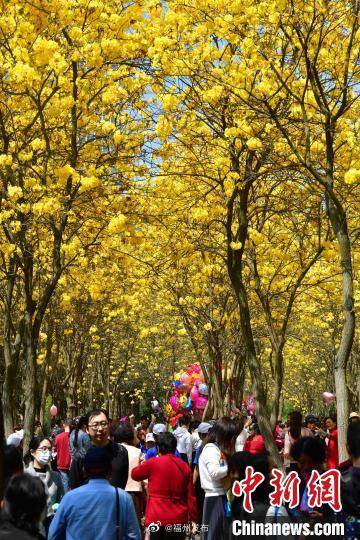 福州：黄花风铃木盛开 成网红打卡地