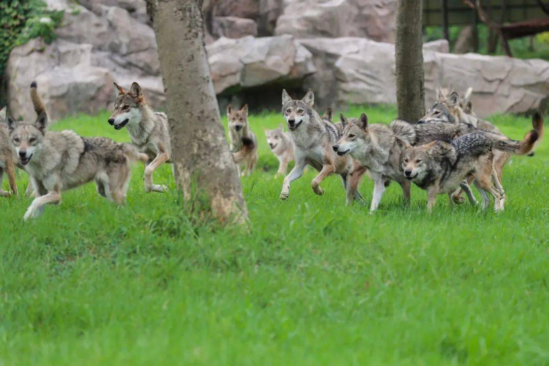 增加它们的运动量给它们的生活增添乐趣你可以看见它们玩耍的身影奔跑