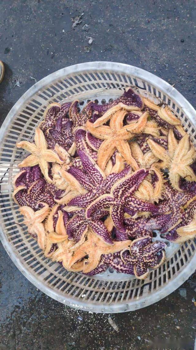 "颜值高"为啥没人爱,青岛海星泛滥求支招,一问价多数人摆摆手