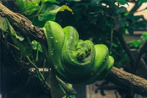 女人梦到好多的蛇从身边过,大小皆有,解梦之旅的深度探索 女人梦到好多的蛇从身边过,大小皆有,解梦之旅的深度探索