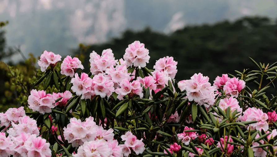 黄山杜鹃花