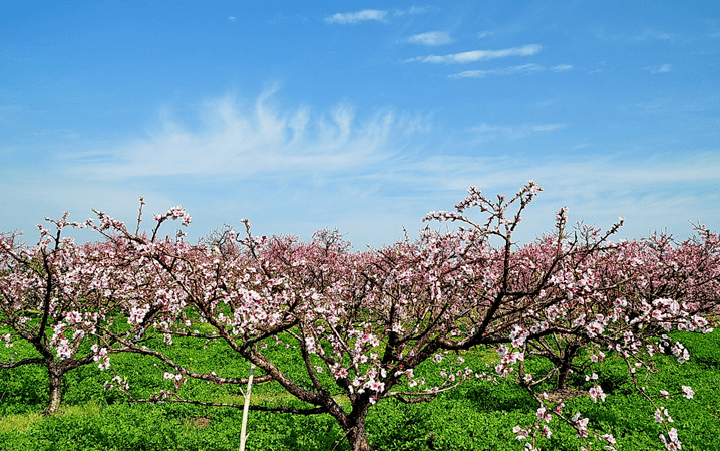 園(花卉:櫻花…)—馬郢鄉村旅遊點(花卉:油菜花…)—長豐義井鎮水韻