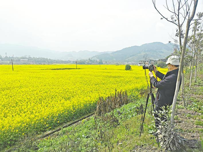 威远县新场镇老场村流金溢彩两万亩油菜花装扮田野