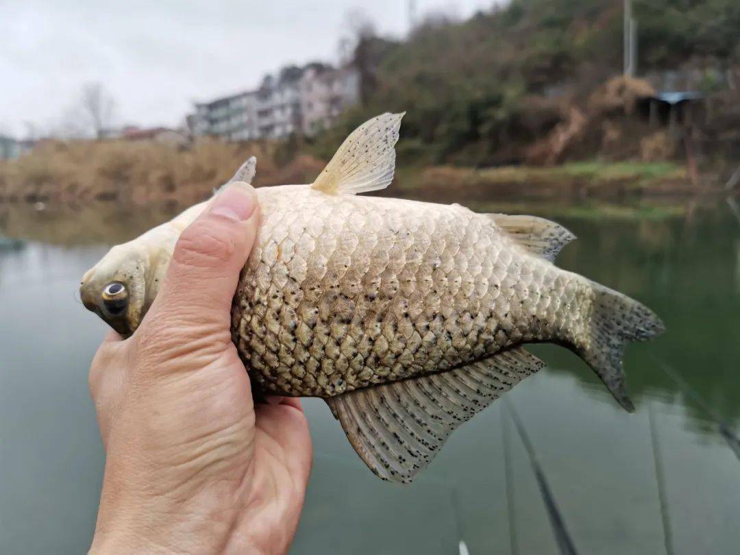 一到中午就停口该怎么办 频繁补窝是下策 教你一招打开鱼口 浅水