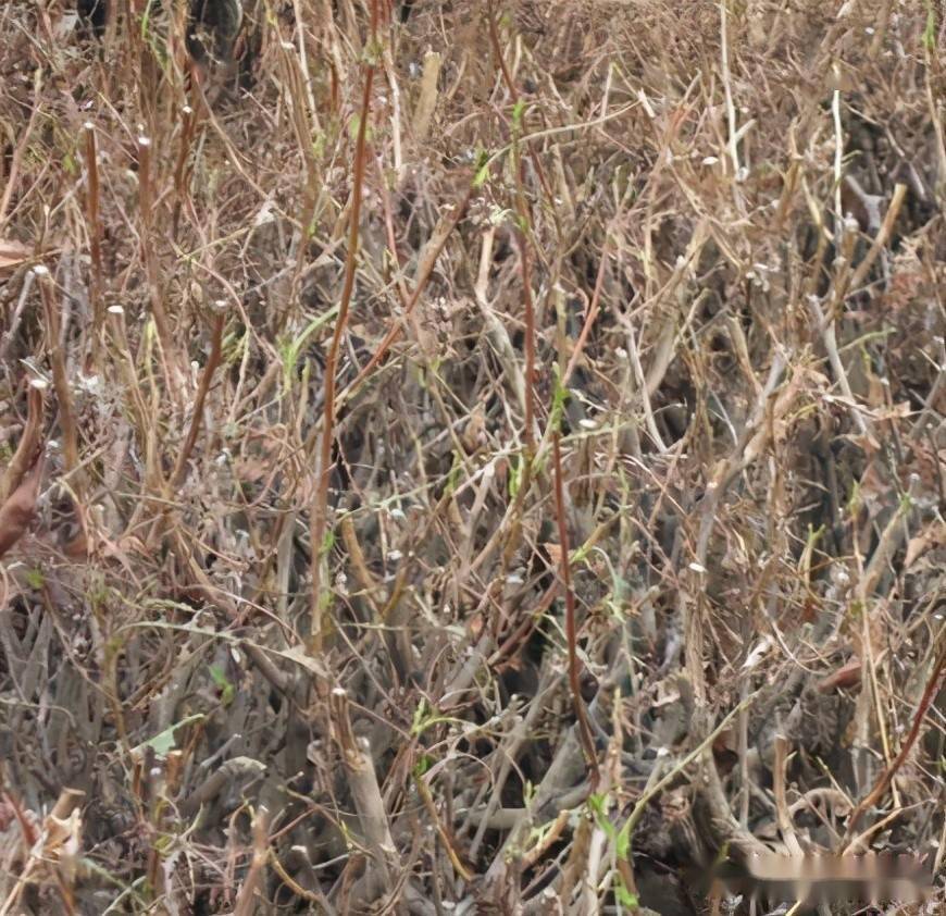 茶尺蠖即将孵化,提前预防才能保护春茶