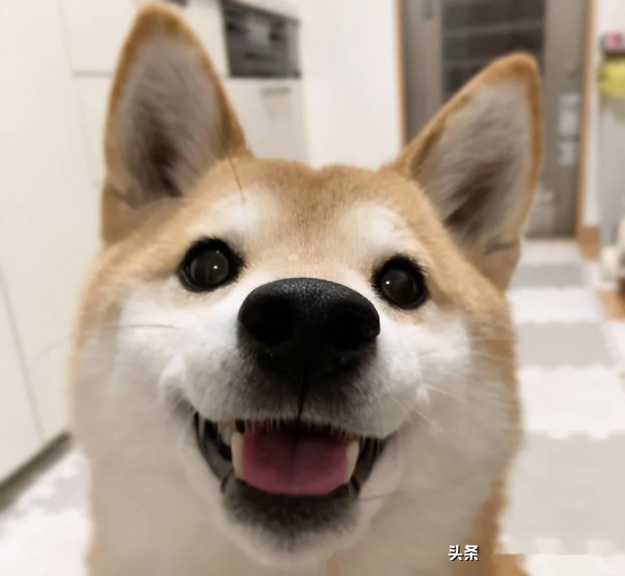 日本一位网友养了只眼睛非常炯炯有神的柴犬,仿佛会说话般永远闪着光.