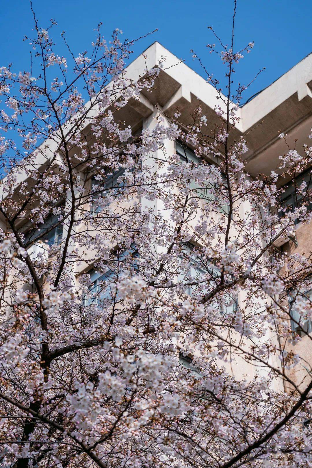 金陵胜境,"樱"为东大!_樱花