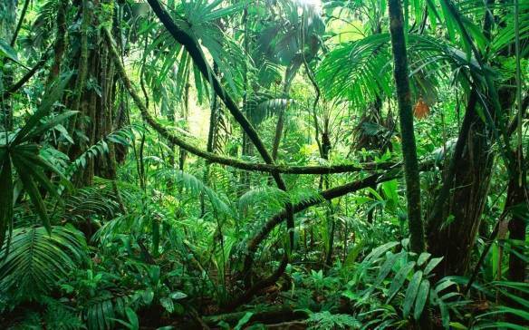 最新数据3分之2热带雨林遭人为破坏6秒1个足球场