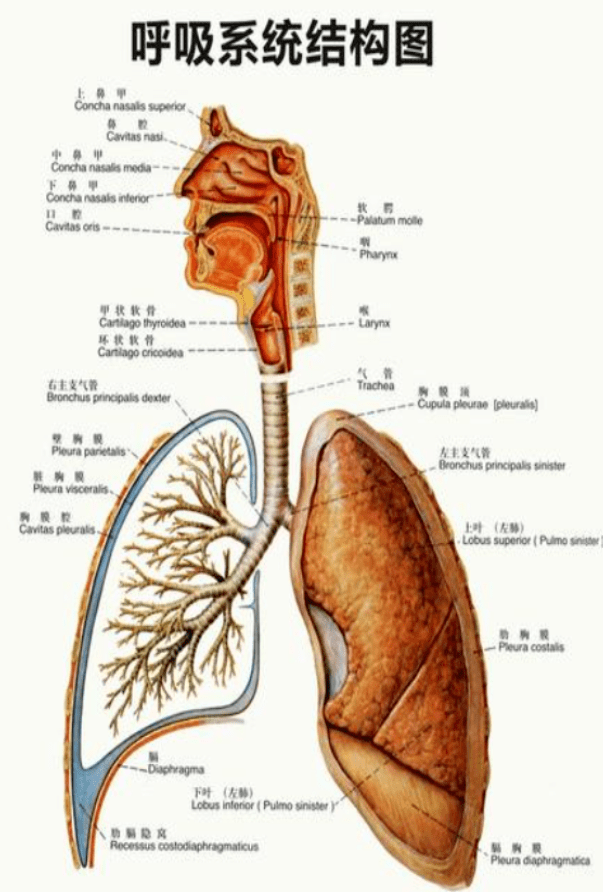 下呼吸道结构图图片