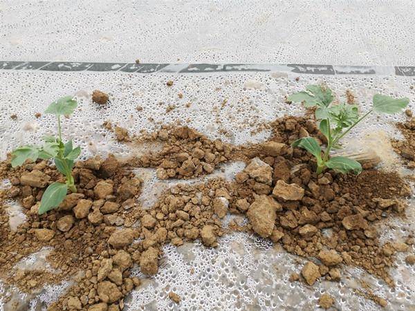 在伊塘镇孟公山村,种植大户管解元的西瓜种植基地一片繁忙,来自广西